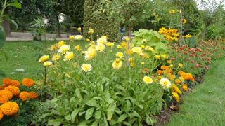 Calendula ‘Pacific Beauty’ Apricot, classé parmi les grands soucis. Le mélange est «résistant» au mildiou